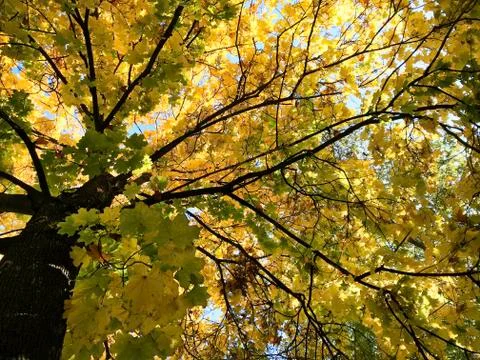 Crown of autumn maple tree. Stock Photos