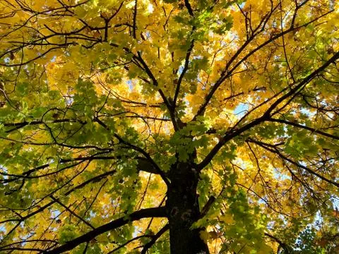 Crown of autumn maple tree. Stock Photos