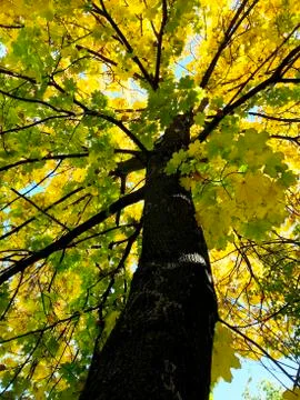 Crown of autumn maple tree. Stock Photos