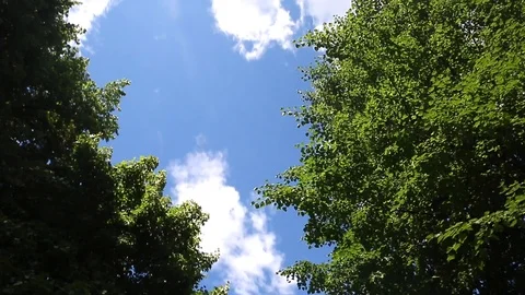 Crown of the big tree on a sky background Stock Footage 106805211