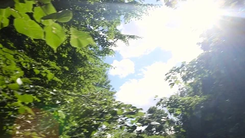 Crown of the big tree on a sky background Stock Footage 106805222