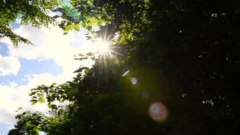 Crown of the big tree on a sky background Stock Footage 106805228