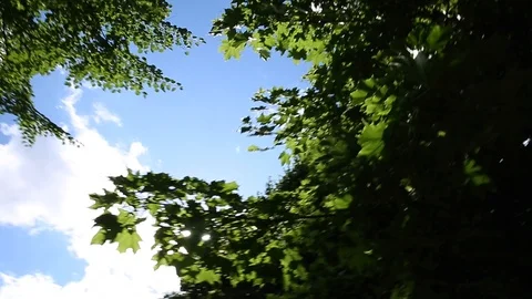 Crown of the big tree on a sky background Stock Footage 106805229