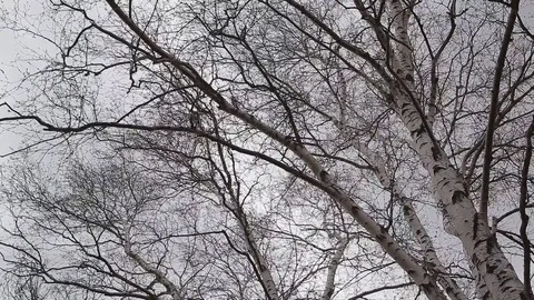 Crown of birch tree in winter. Panorama. Video stock 77598972