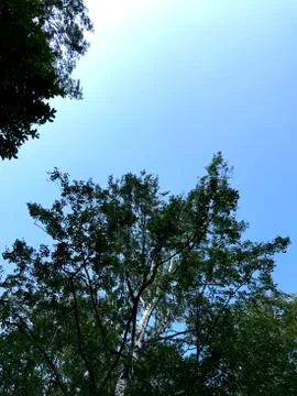 Crown of birch trees on a background of blue sky. Stock Photos