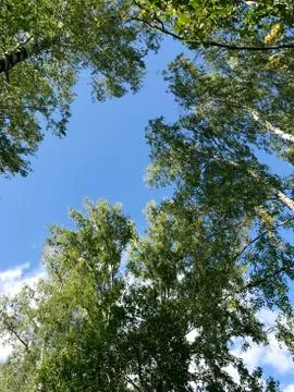 Crown of birch trees on a background of blue sky with white clouds. Stock Photos