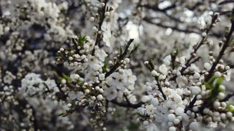 Crown blooming cherry plum closeup. Tree in flower buds, warm, spring, shallow d Stock Footage 100717544