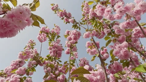 Crown of a blossoming tree with double flowers sakura Kanzan on blue sky Stock Footage 302875804