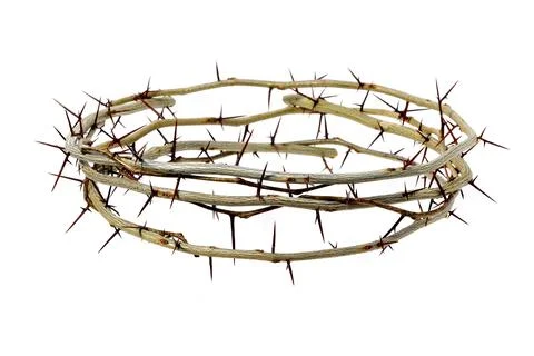 A crown of branches with sharp long thorns Stock Photos