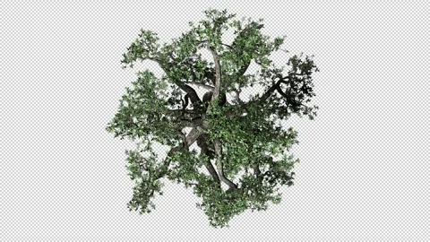 Crown of the Branchy Tree Stock Footage 303697894