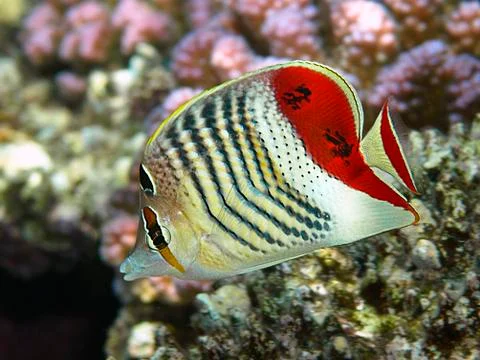 Crown butterflyfish Stock Photos