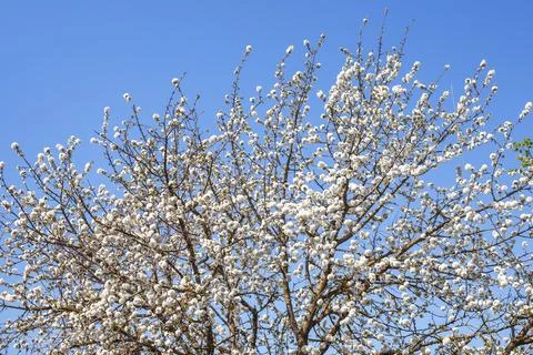 Crown of cherry tree with branches covered with white flowers. Spring bloss.. Fotos de archivo