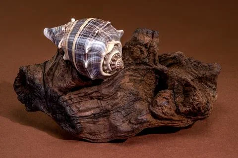 Crown Conch seashell resting on a piece of natural driftwood Stock Photos