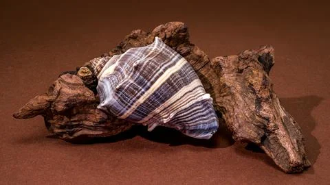 Crown Conch seashell resting on a piece of natural driftwood Stock Photos