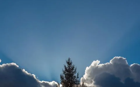 The crown of the conifer in the middle of the light Stock Photos