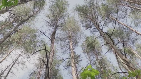 The crown of coniferous trees shakes from the wind Video stock 148123434