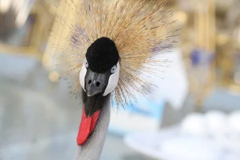 Crown Crane Bird 写真素材