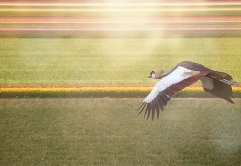 Crown crane flies over the fields of tulips under the rays of the sun. Stock Photos