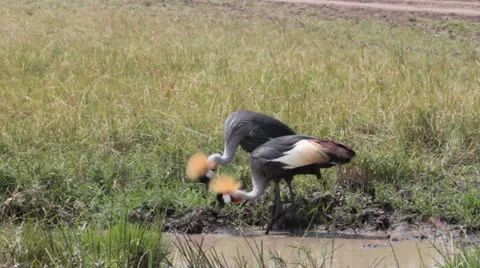 Crown Crested Cranes Eating from Mud Puddle Stock Footage 25689485