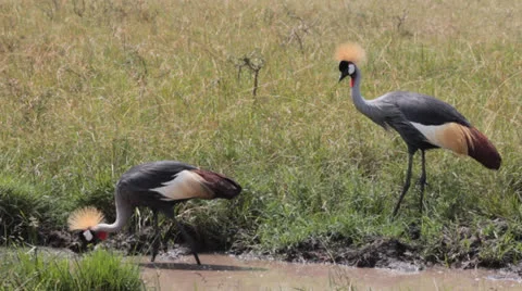 Crown Crested Cranes Stock Footage 25688965