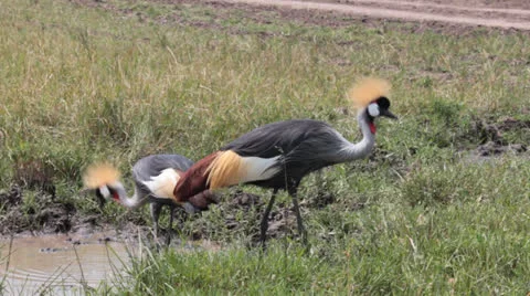 Crown Crested Cranes Full-Length Stock Footage 25689935