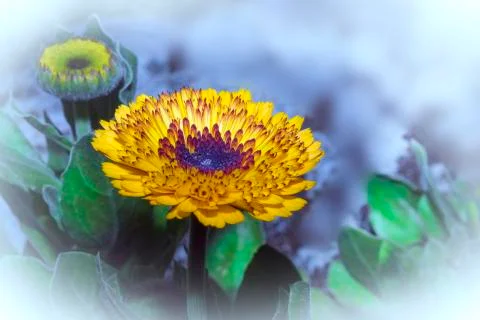 Crown Daisy Flower Stock-Fotos