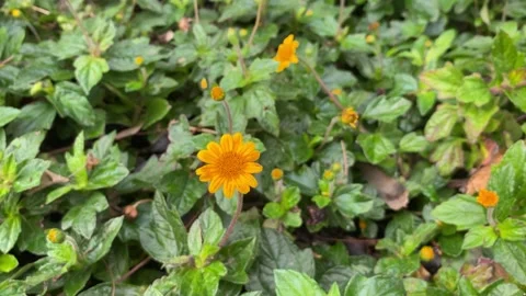 Crown Daisy Stock Footage 300159524