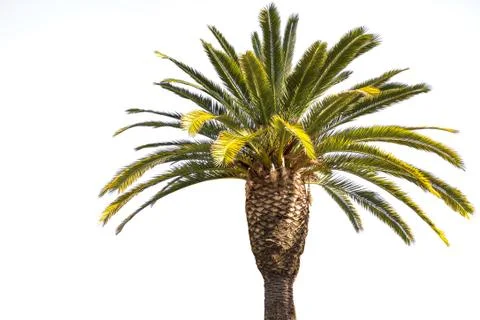 Crown of the date palm tree Stock Photos