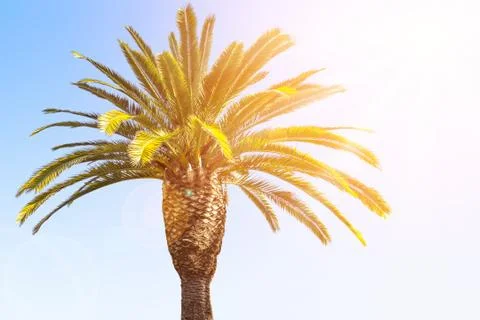 Crown of the date palm tree Stock Photos