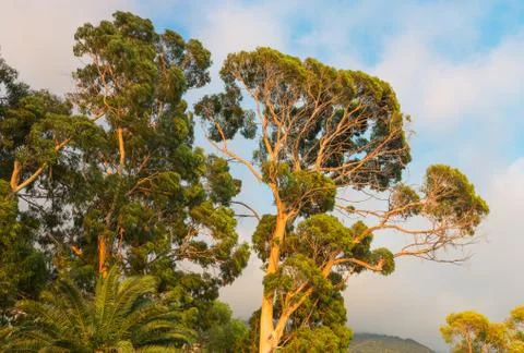 Crown of eucaliptus tree Stock Photos