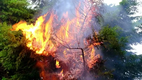 Crown fire, green tree on flames, branches enveloping gray smoke, natural f.. Video stock 232513539