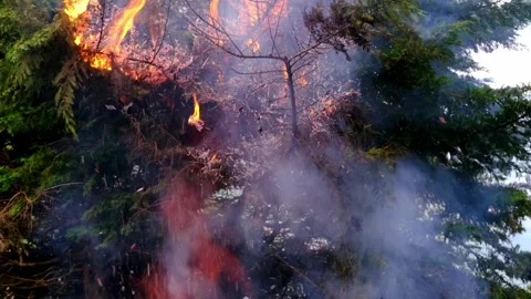 Crown fire, green tree on flames, branches enveloping gray smoke, natural f.. Stock Footage 240252467