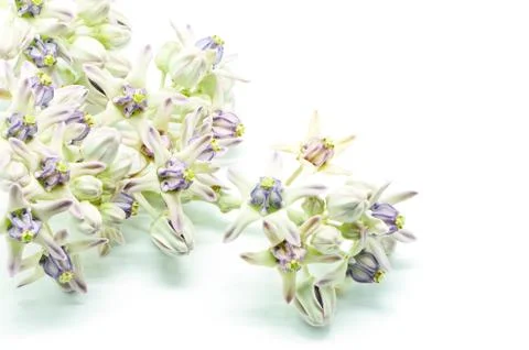 Crown flower Stock Photos