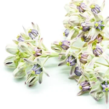 Crown flower Stock Photos