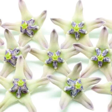 Crown flower Stock Photos