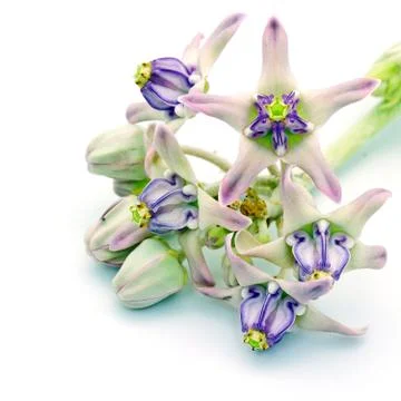 Crown flower Stock Photos