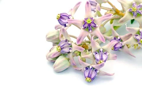 Crown flower Stock Photos