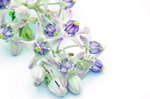 Crown flower Stock Photos