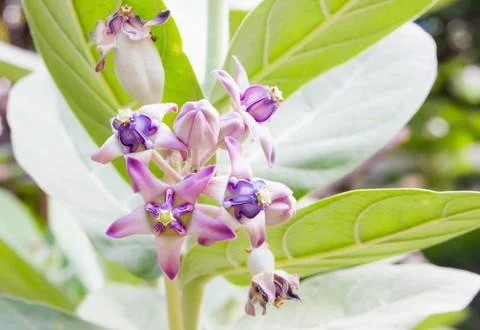 Crown flower Stock Photos