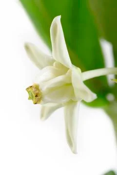 Crown flower Stock Photos