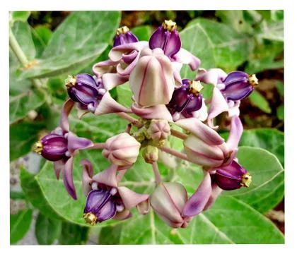 Crown flower Fotos Stock