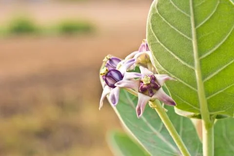 Crown flower on tree Stock Photos