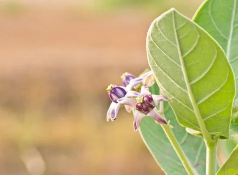 Crown flower on tree Foto stock