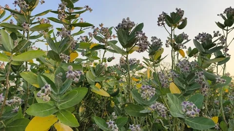 Crown Flower Wild Meadow Stock Footage 340851659