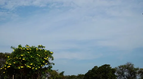Crown with flowers on the background of sky with soaring eagle. Stock-Footage 65512360
