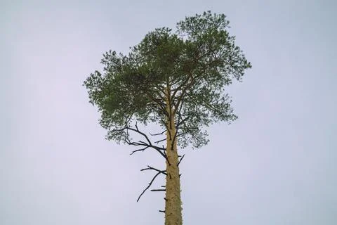 The crown of a fluffy tall pine tree against the background Stock Photos