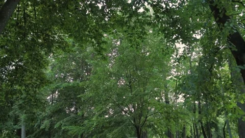 Crown of green trees in summer. Video stock 134890874