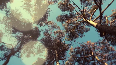 Crown of high green trees against the blue sky Stock Footage 38055378