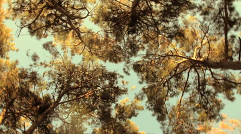 Crown of high green trees against the blue sky Stock Footage 38055415