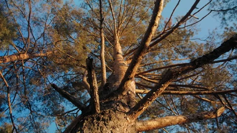 Crown of high old pine tree Видео 168006484